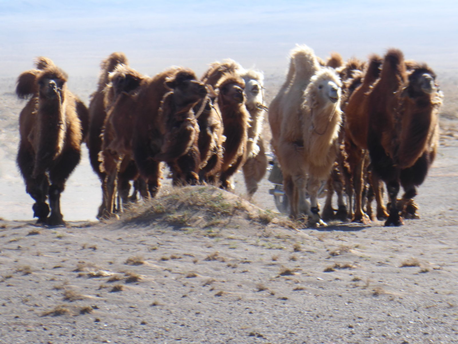 Mongolia; The Ultimate Travel Guide