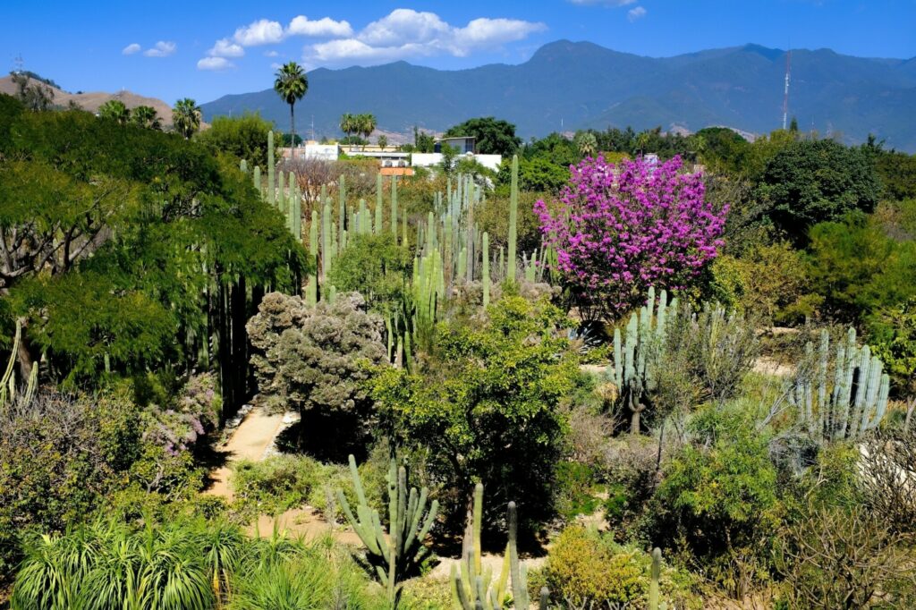 Oaxaca Mexico Gardens